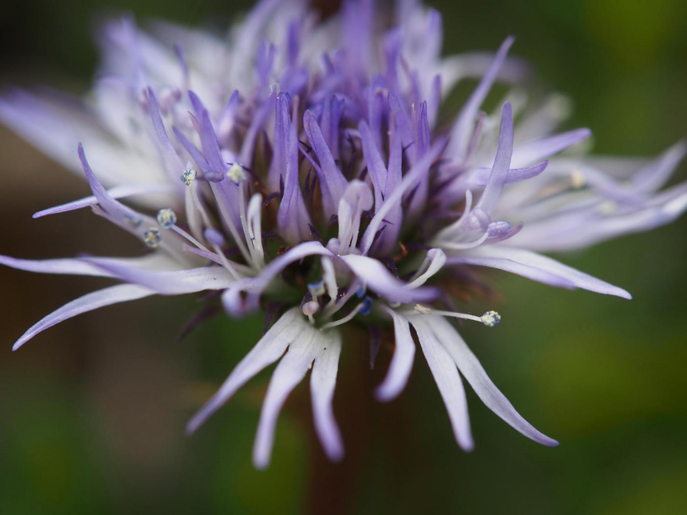 Globularia, Matted flower